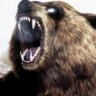 bbear