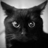 blackcat